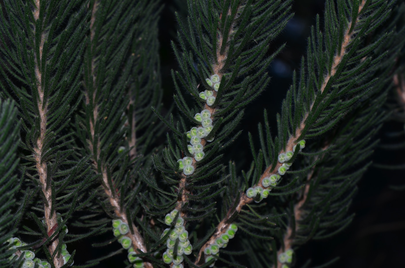 Image of Calothamnus villosus specimen.