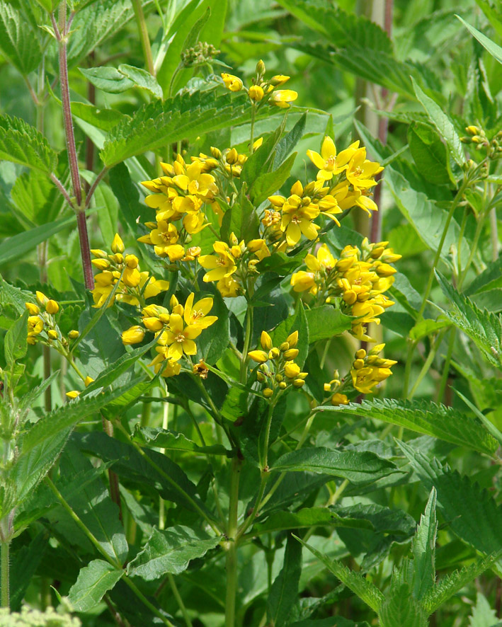 Image of Lysimachia vulgaris specimen.