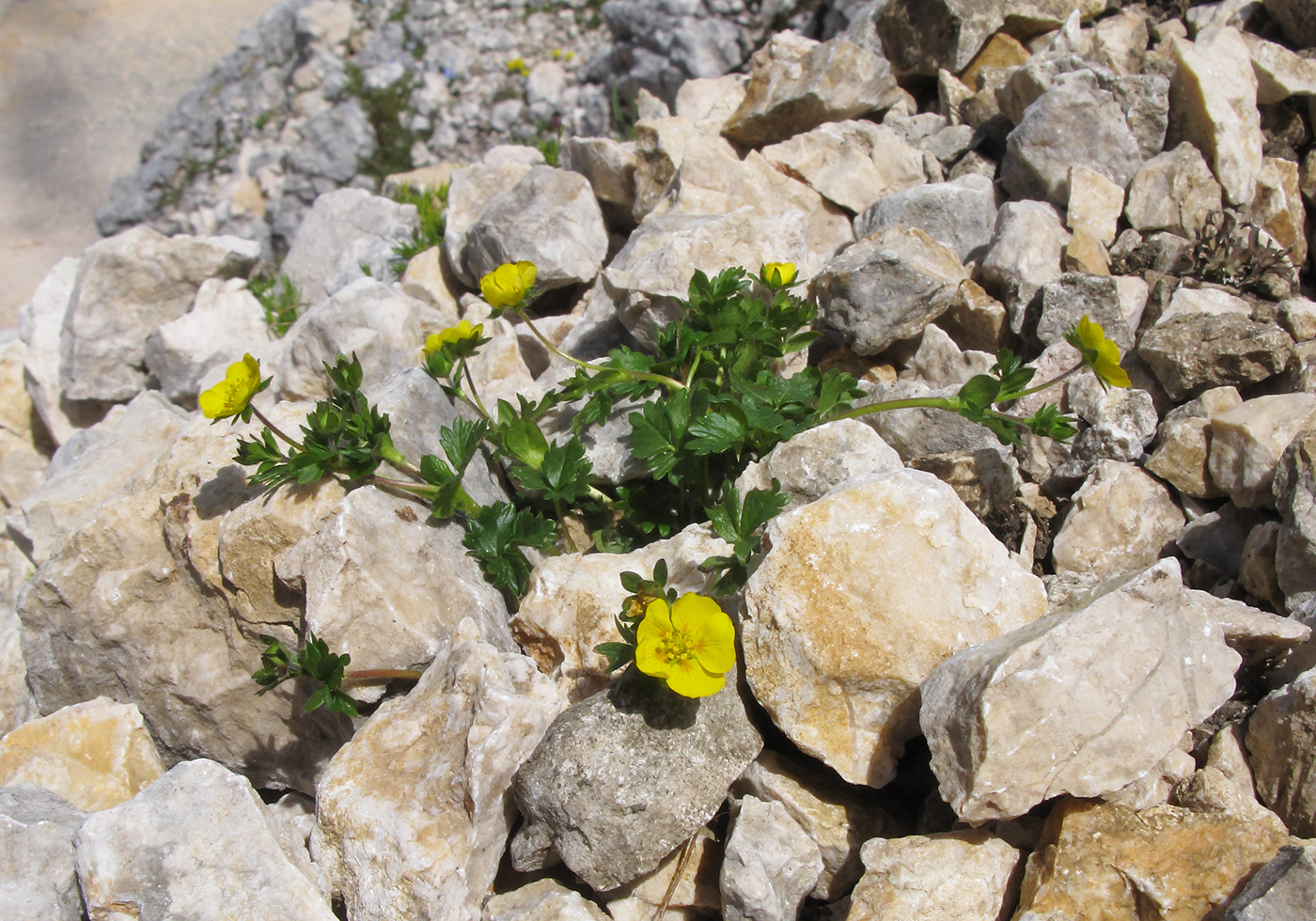 Изображение особи Potentilla gelida.