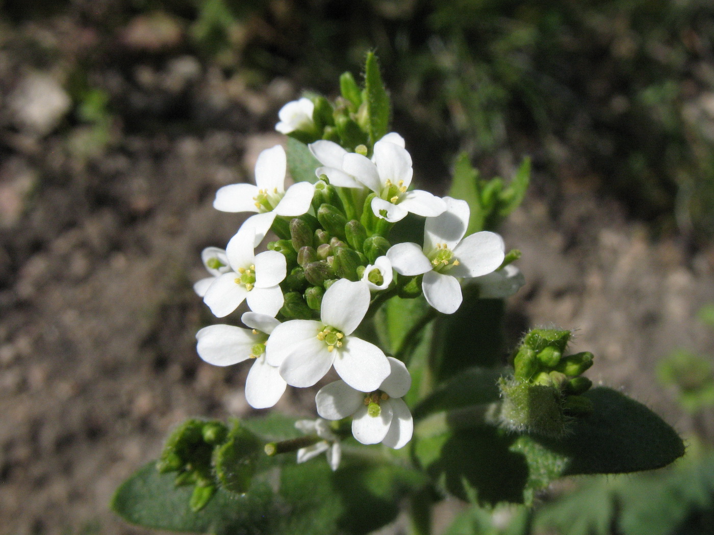 Image of Arabis auriculata specimen.