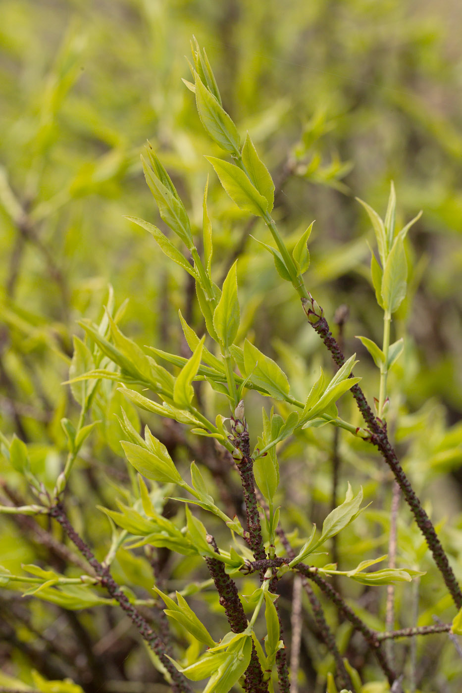 Image of Euonymus verrucosus specimen.