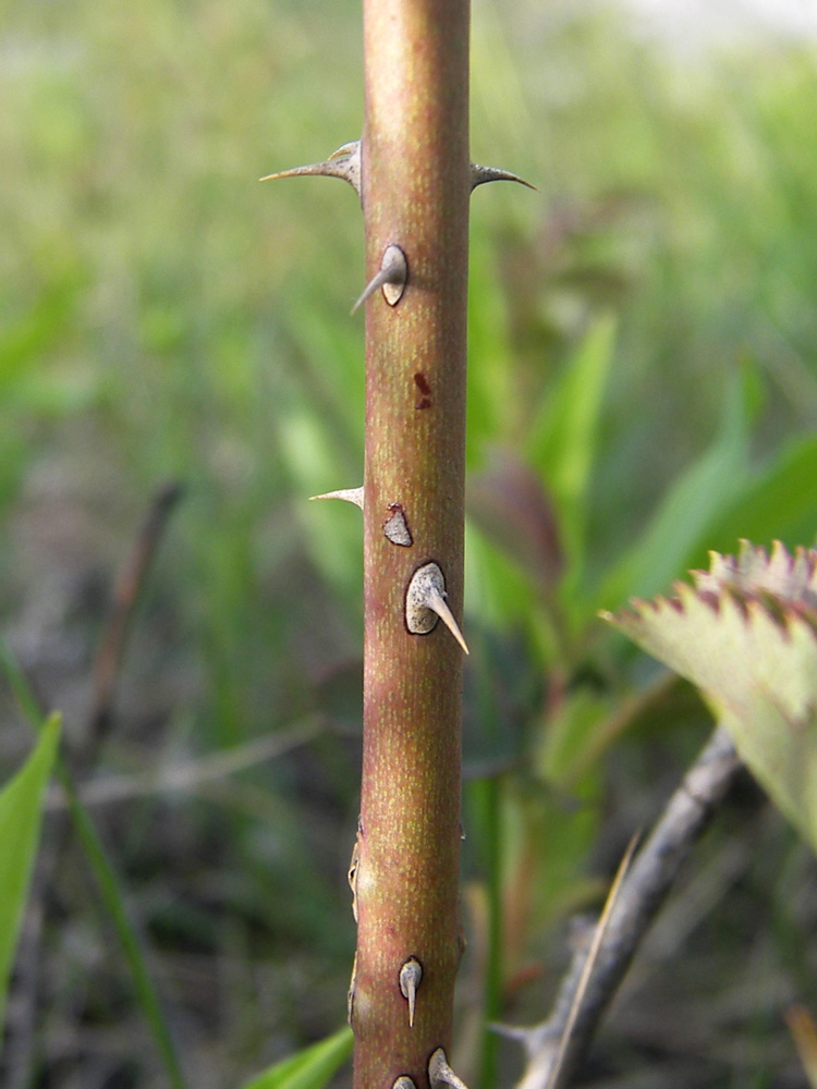 Image of Rosa marginata specimen.