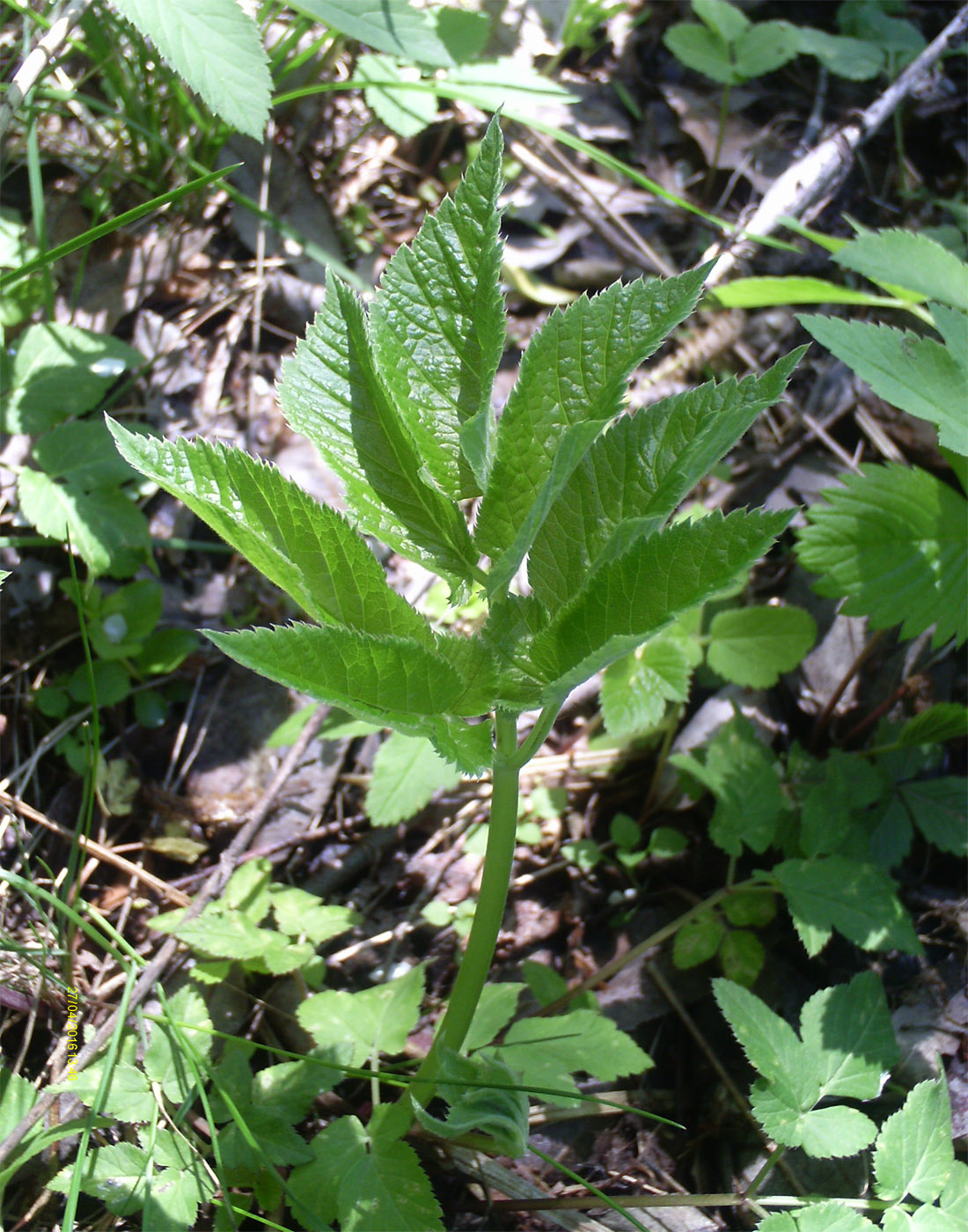 Image of Aegopodium podagraria specimen.