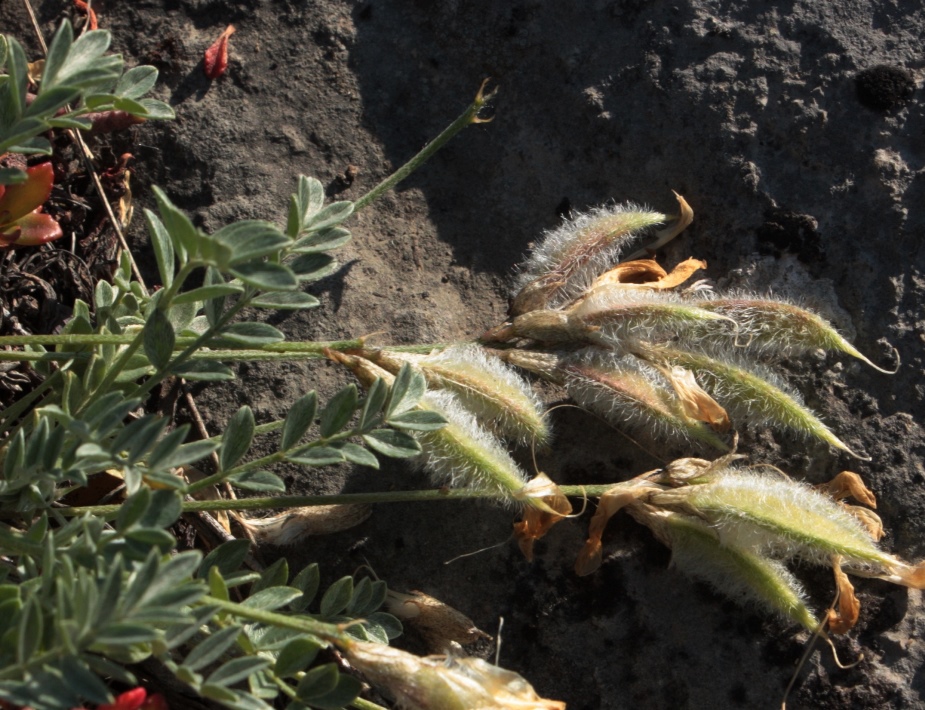 Изображение особи Astragalus depauperatus.