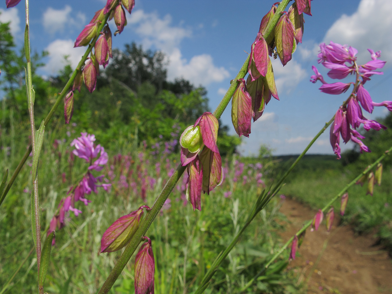 Image of Polygala major specimen.