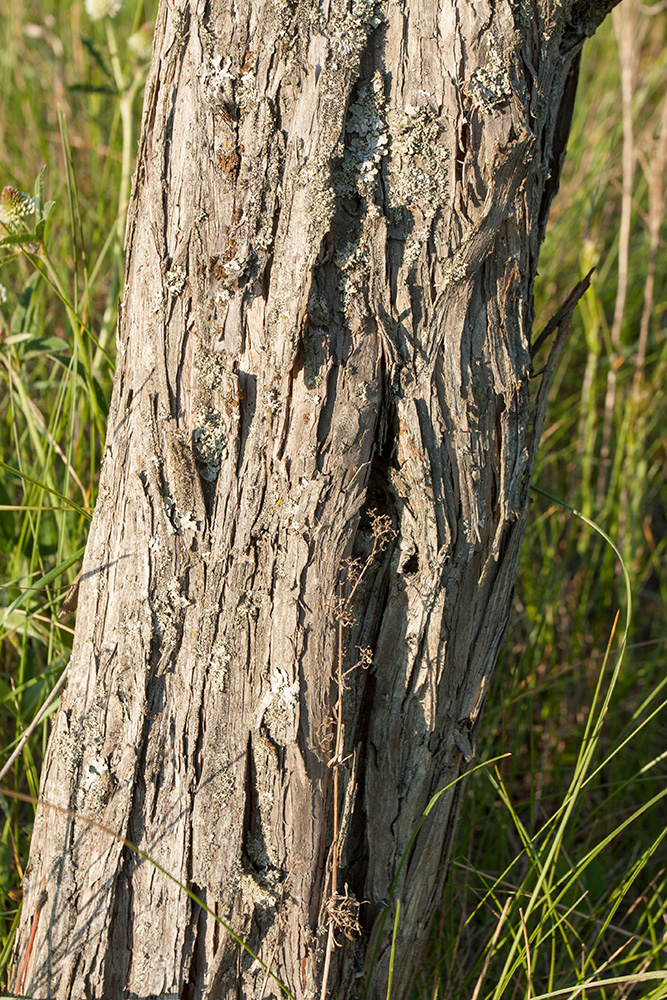 Изображение особи Juniperus communis.