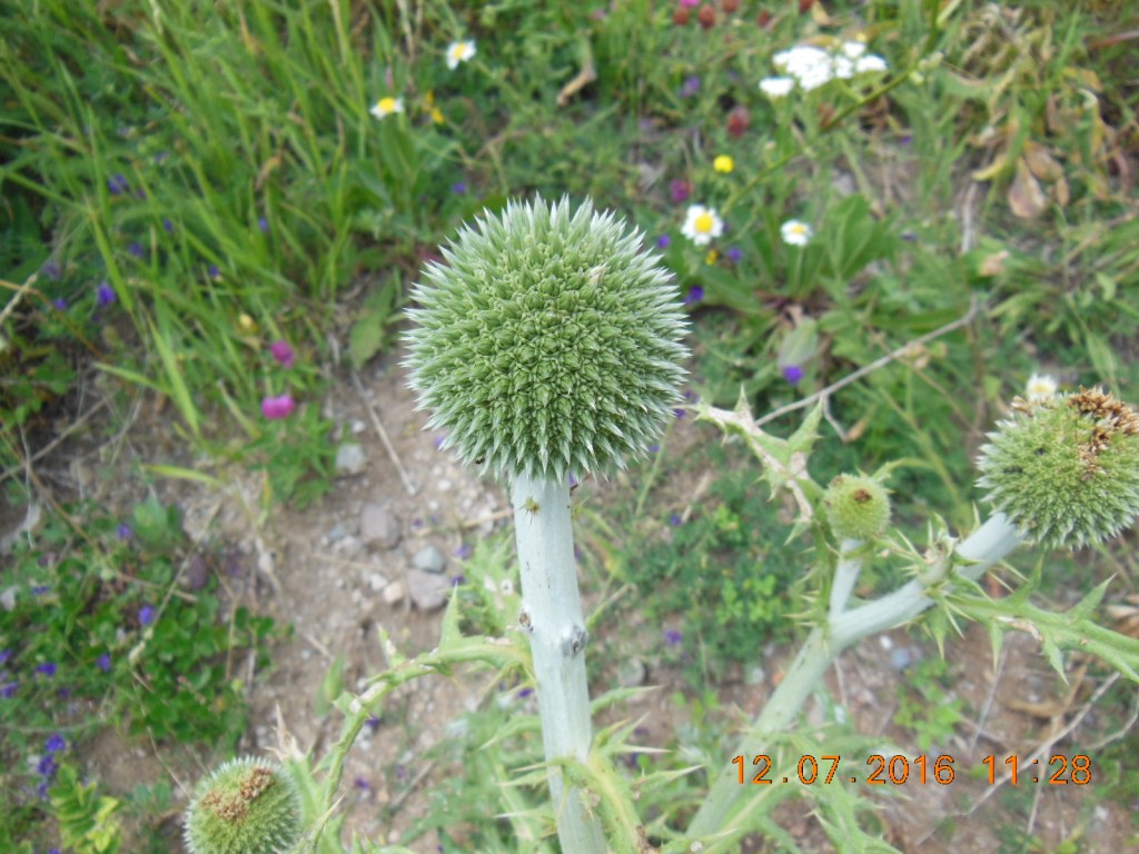 Image of genus Echinops specimen.