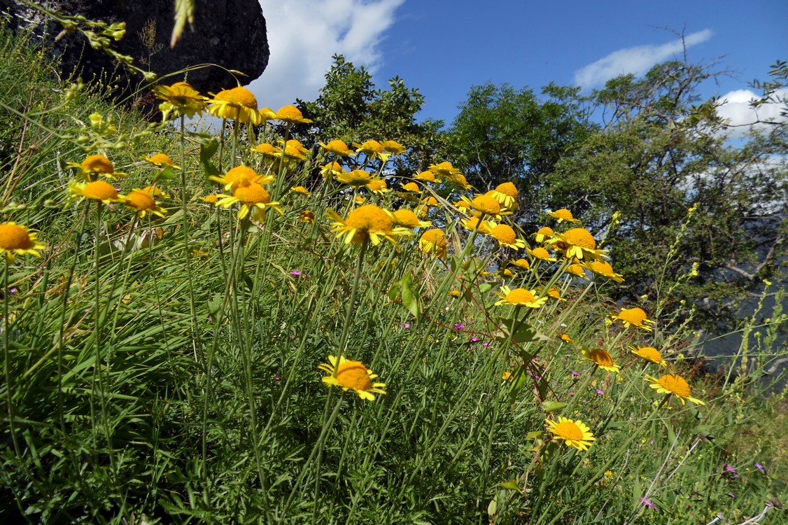 Image of Anthemis tinctoria specimen.