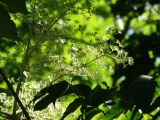 Aralia elata. Соцветие. Приморье, окр. г. Находка, смешанный лес. 08.08.2016.