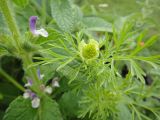 Nigella sativa