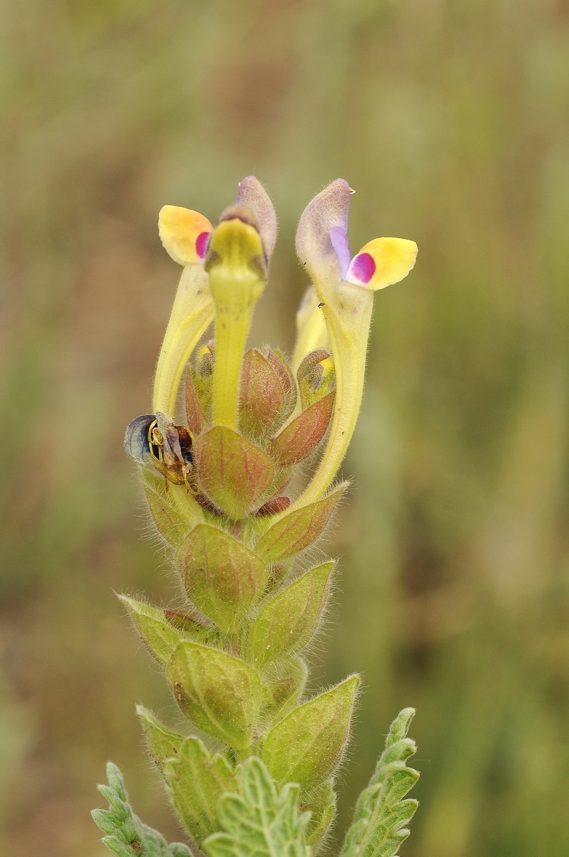 Image of Scutellaria subcaespitosa specimen.