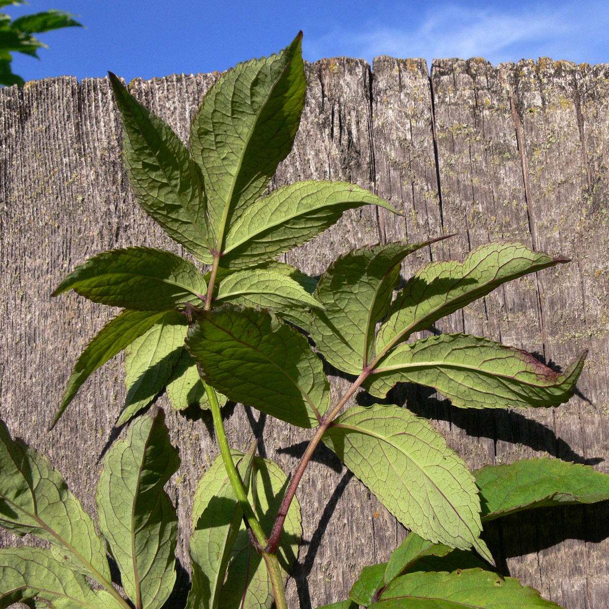 Изображение особи Sambucus manshurica.