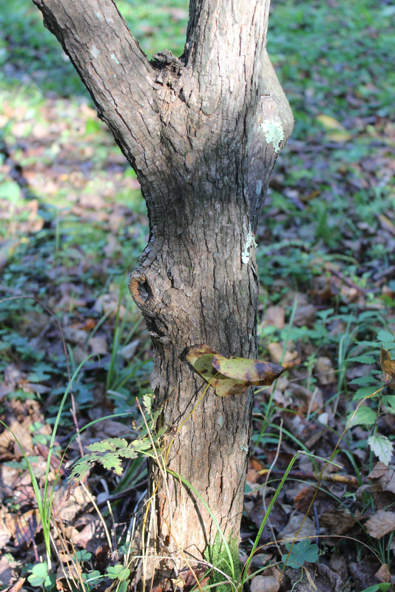 Image of Rhododendron fauriei specimen.