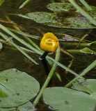 Nuphar lutea. Цветущее растение (продолгооватые листья принадлежат ежеголовникам). Ленинградская обл., р. Рощинка, окр. пос. Рощино. 24.07.2009.