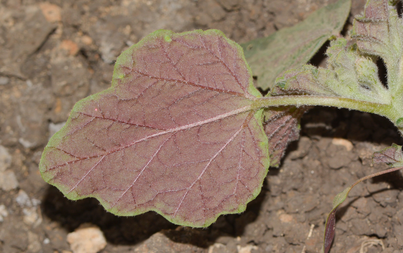 Image of Chrozophora plicata specimen.