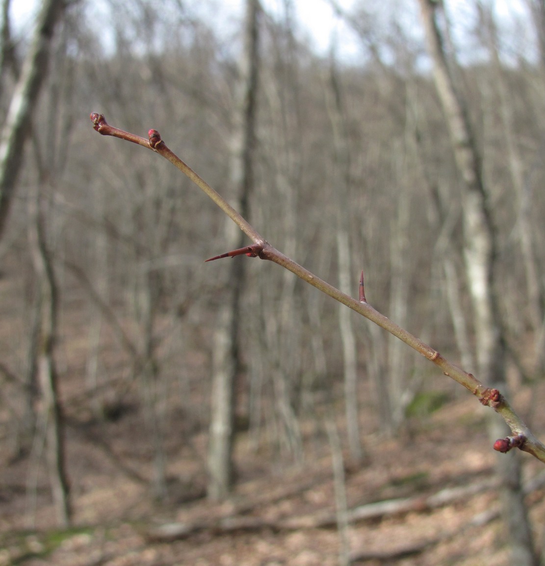 Изображение особи род Crataegus.