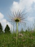 Pulsatilla vulgaris. Верхушка цветоноса с плодом. ФРГ, земля Северный Рейн-Вестфалия, р-н Ойскирхен, окр. г. Бланкенхайм, луговой склон. 28 мая 2010 г.