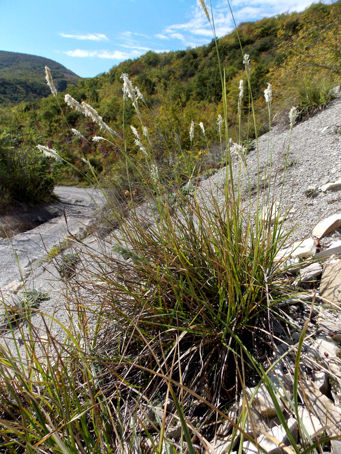 Image of Sesleria alba specimen.