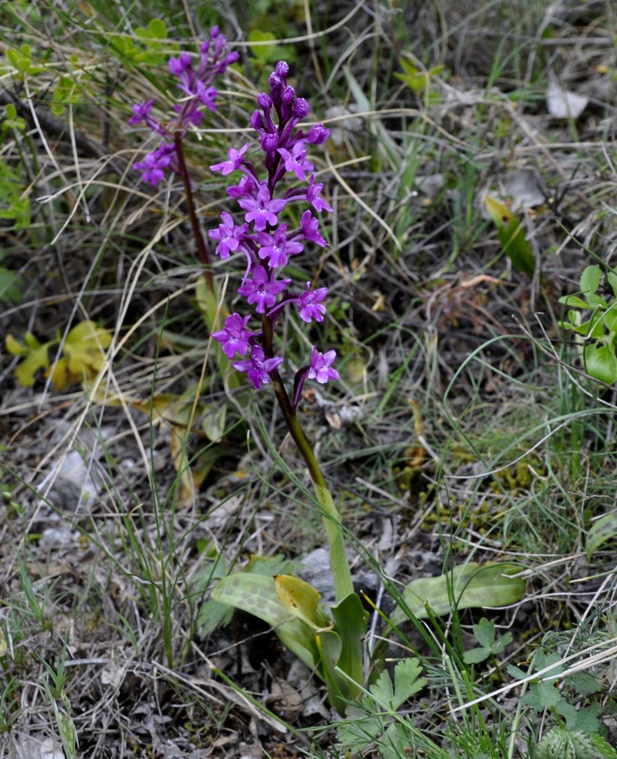 Image of Orchis quadripunctata specimen.