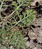 Scabiosa triniifolia