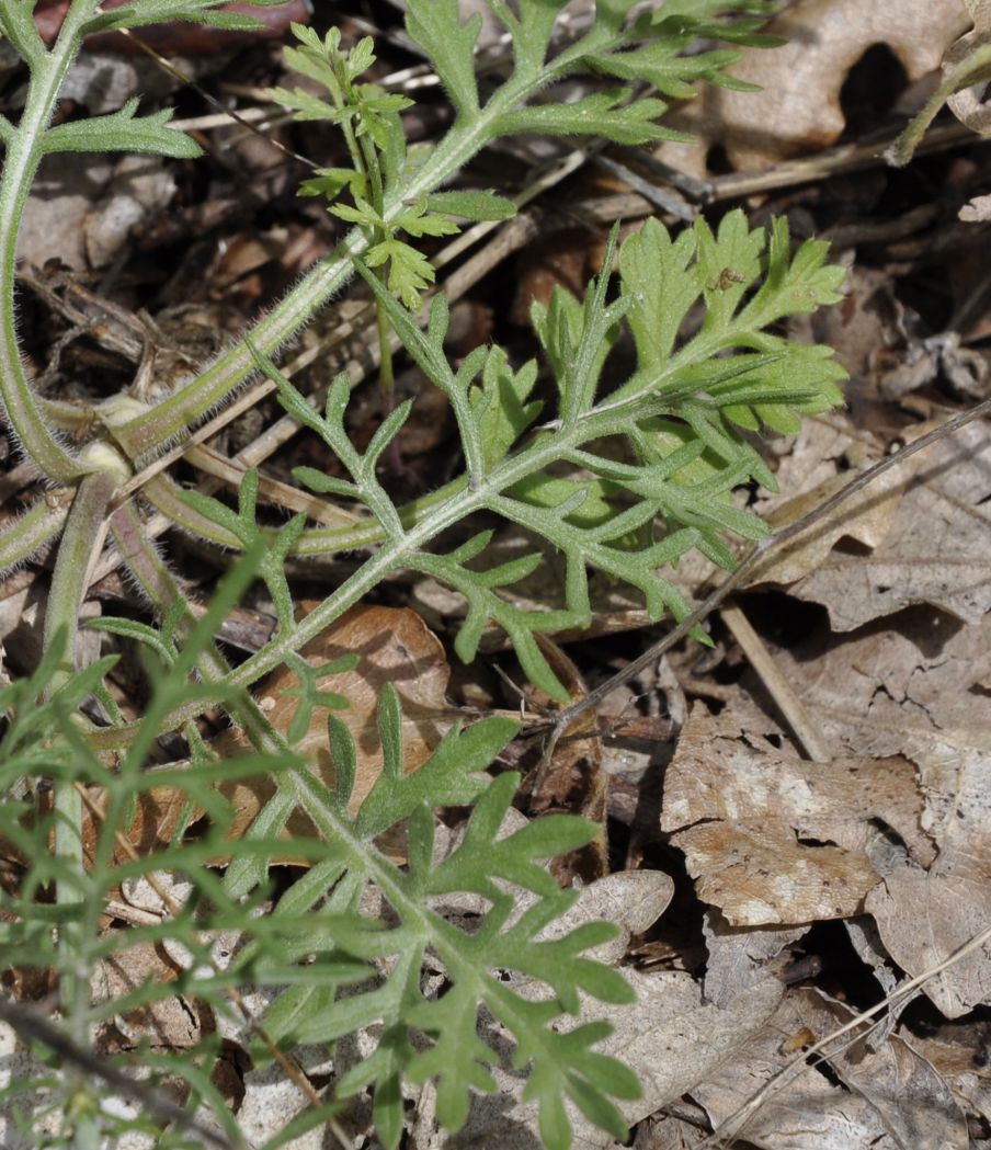 Image of Scabiosa triniifolia specimen.