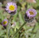 Erigeron atticus