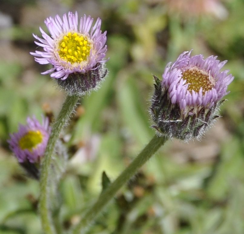 Image of Erigeron atticus specimen.