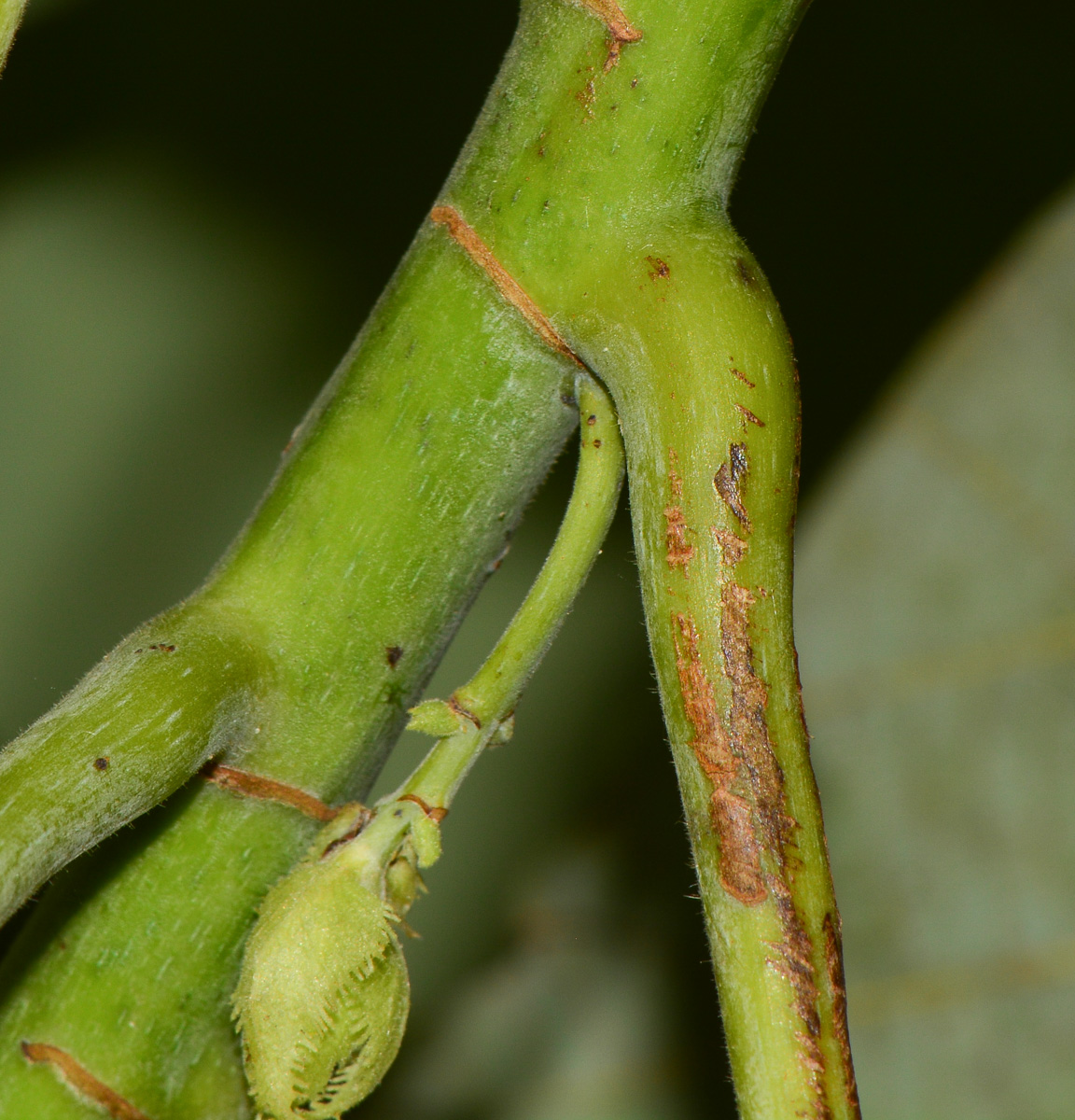 Image of Excoecaria agallocha specimen.