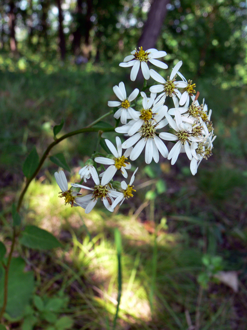 Изображение особи Doellingeria scabra.