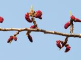 Populus suaveolens