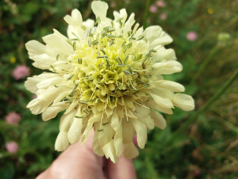 Image of genus Cephalaria specimen.