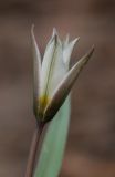 Tulipa biflora