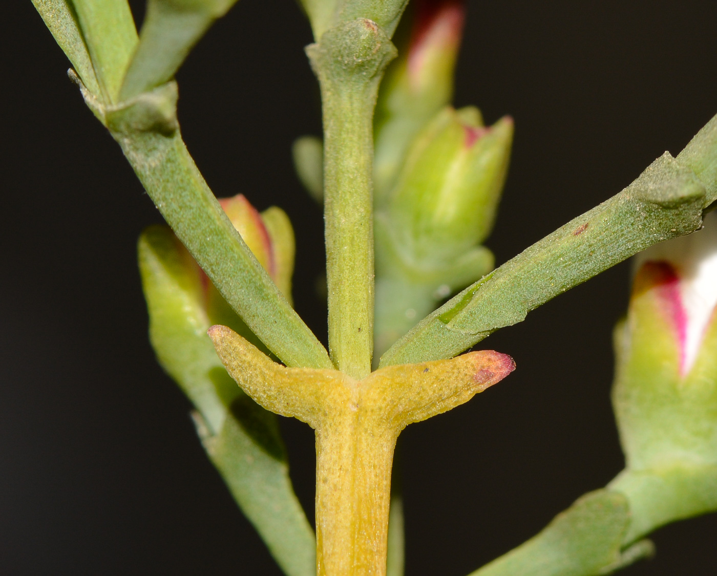 Image of Ruschia multiflora specimen.