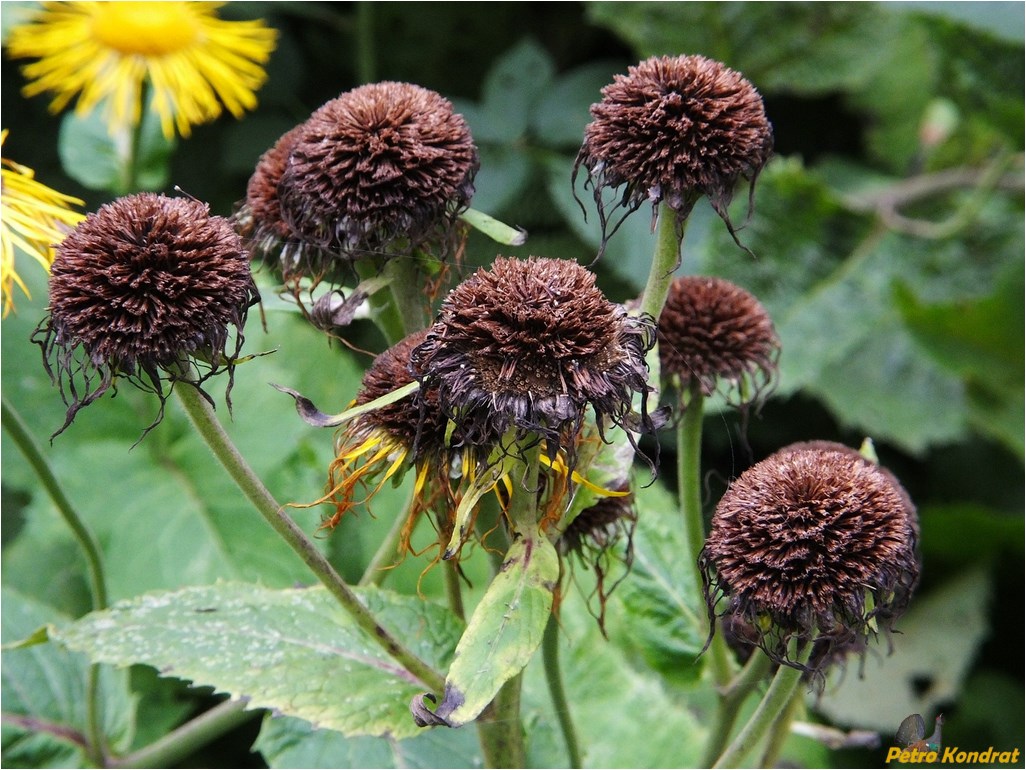 Изображение особи Telekia speciosa.