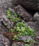 Saxifraga rivularis. Отцветающие растения среди камней. Мурманская обл., Кольский р-н, окр. пос. Лодейное, узкая расщелина между скалами на берегу Баренцева моря. 20.07.2017.