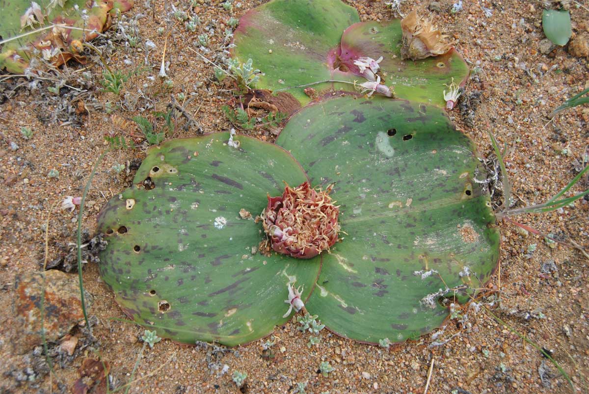 Image of Massonia depressa specimen.