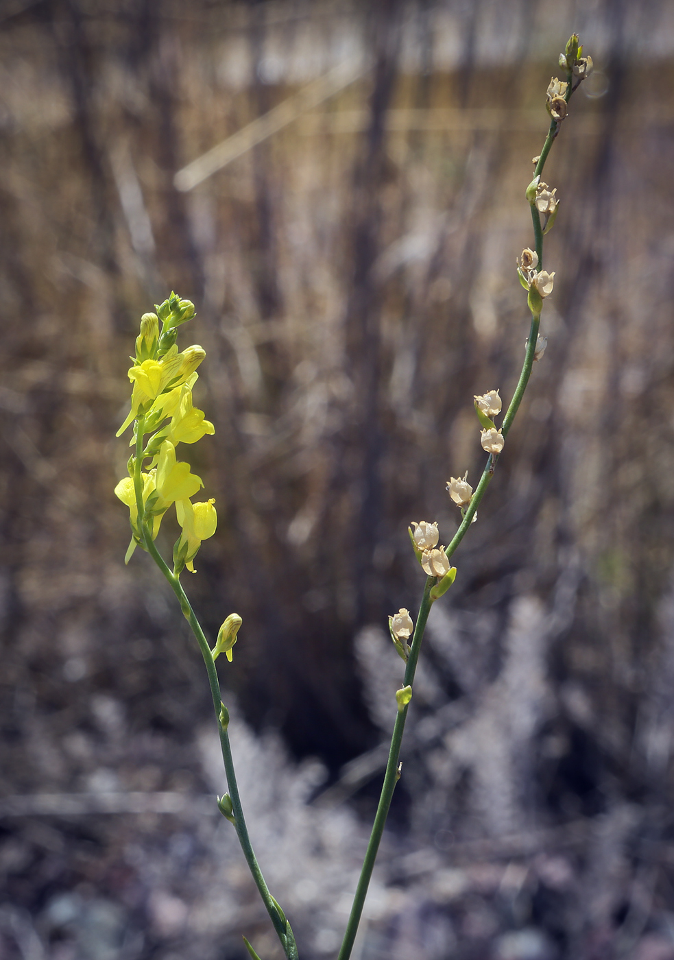 Image of Linaria genistifolia specimen.