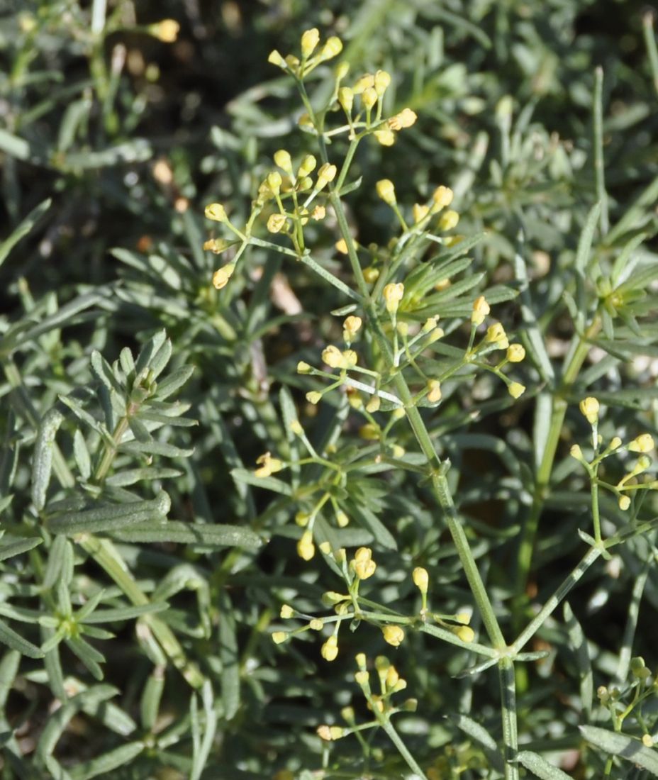 Image of genus Galium specimen.