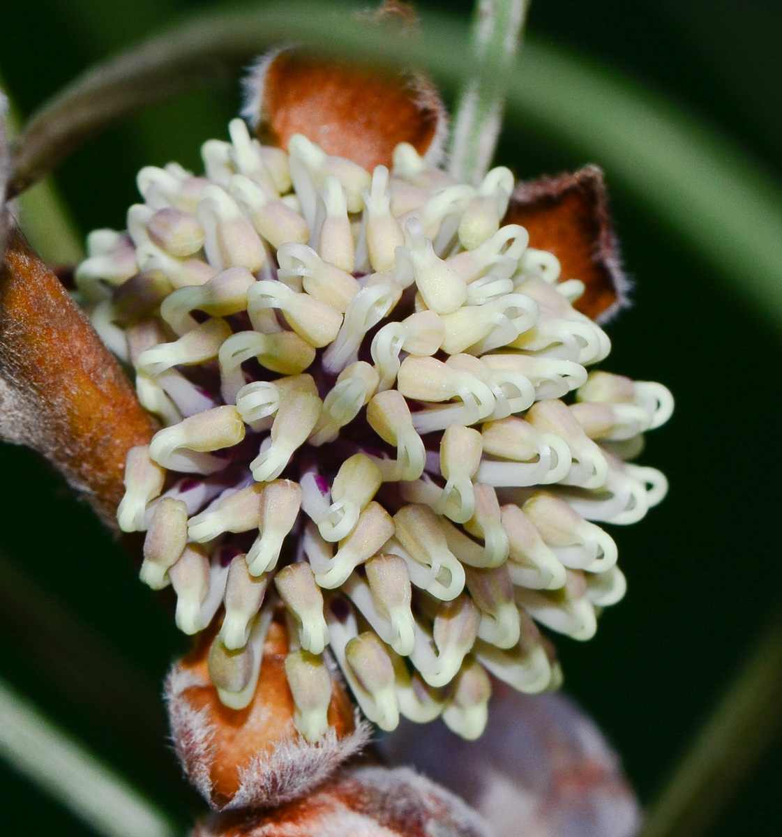 Image of Hakea scoparia specimen.