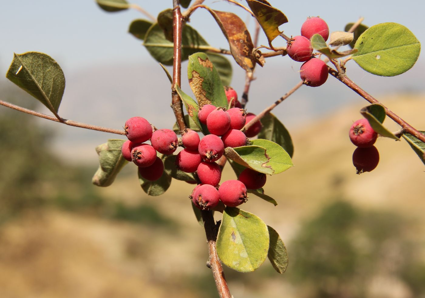 Image of Cotoneaster oliganthus specimen.