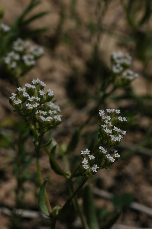 Изображение особи род Valerianella.