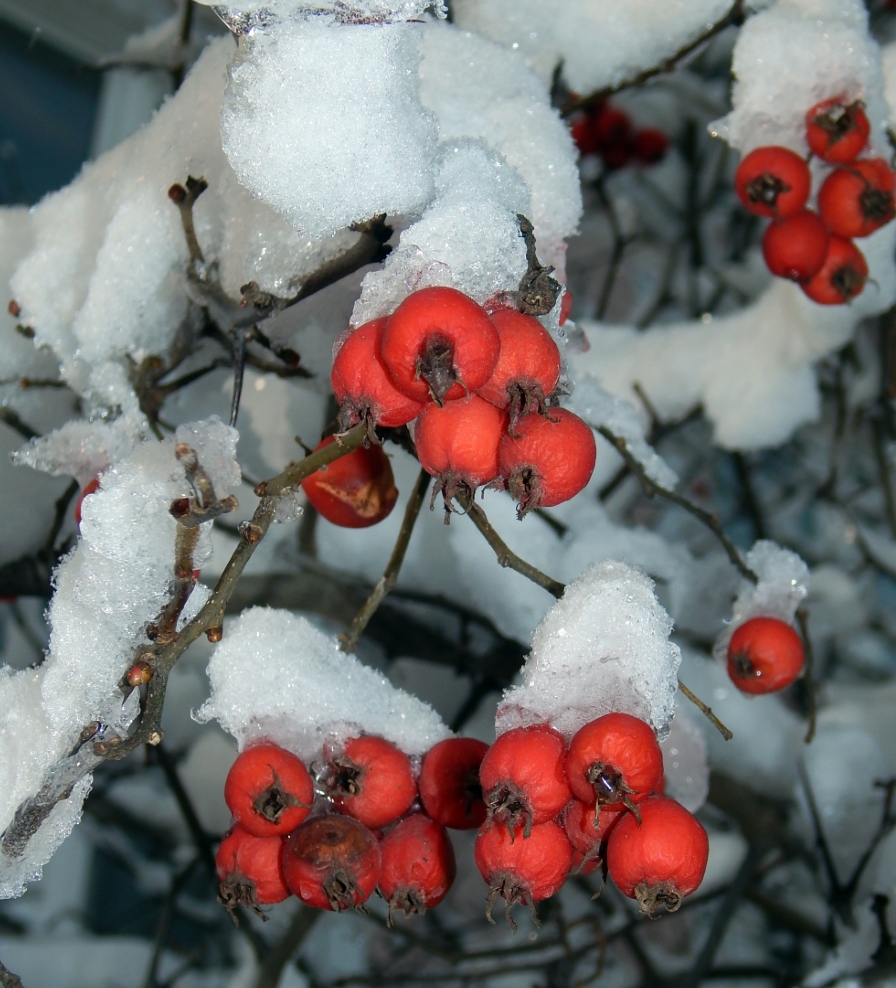 Изображение особи Crataegus submollis.