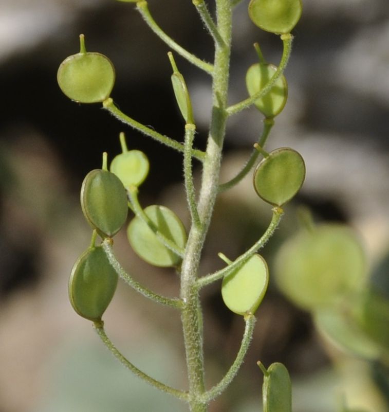 Image of Aurinia saxatilis specimen.