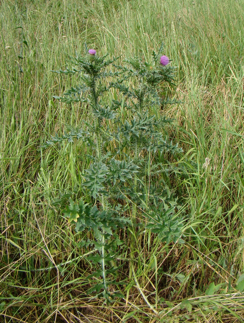 Изображение особи Carduus acanthoides.