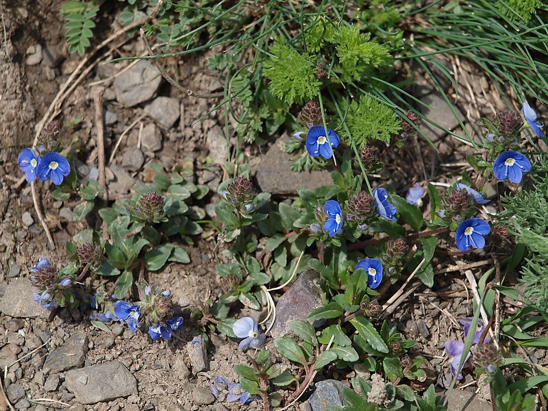 Image of Veronica vendettadeae specimen.