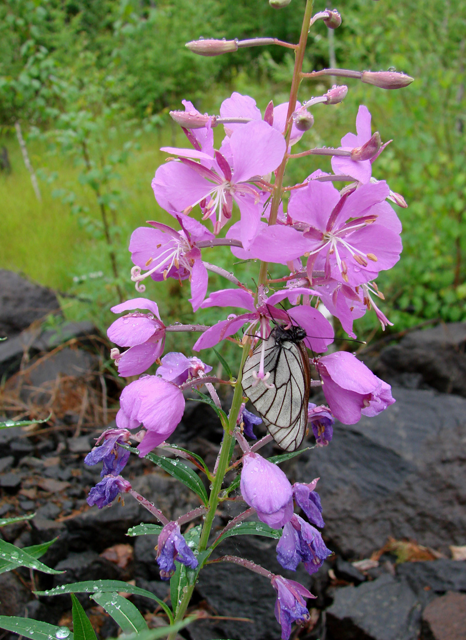 Image of Chamaenerion angustifolium specimen.