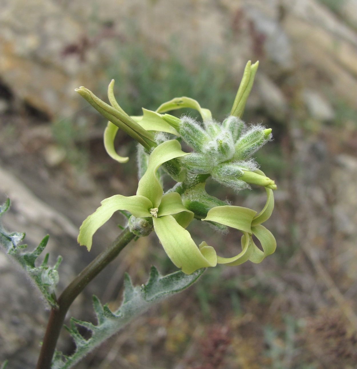 Изображение особи Matthiola daghestanica.