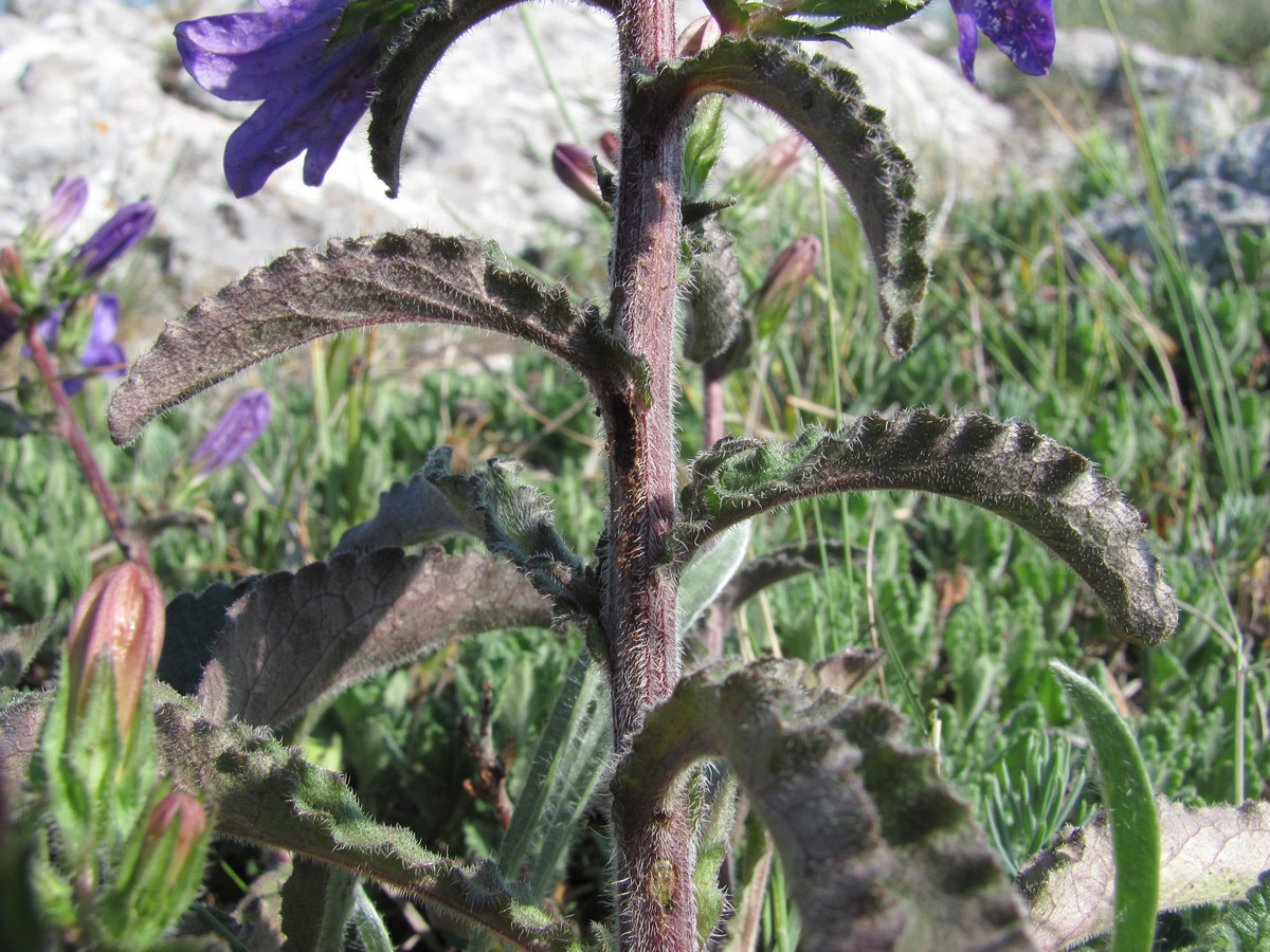 Image of Campanula charkeviczii specimen.