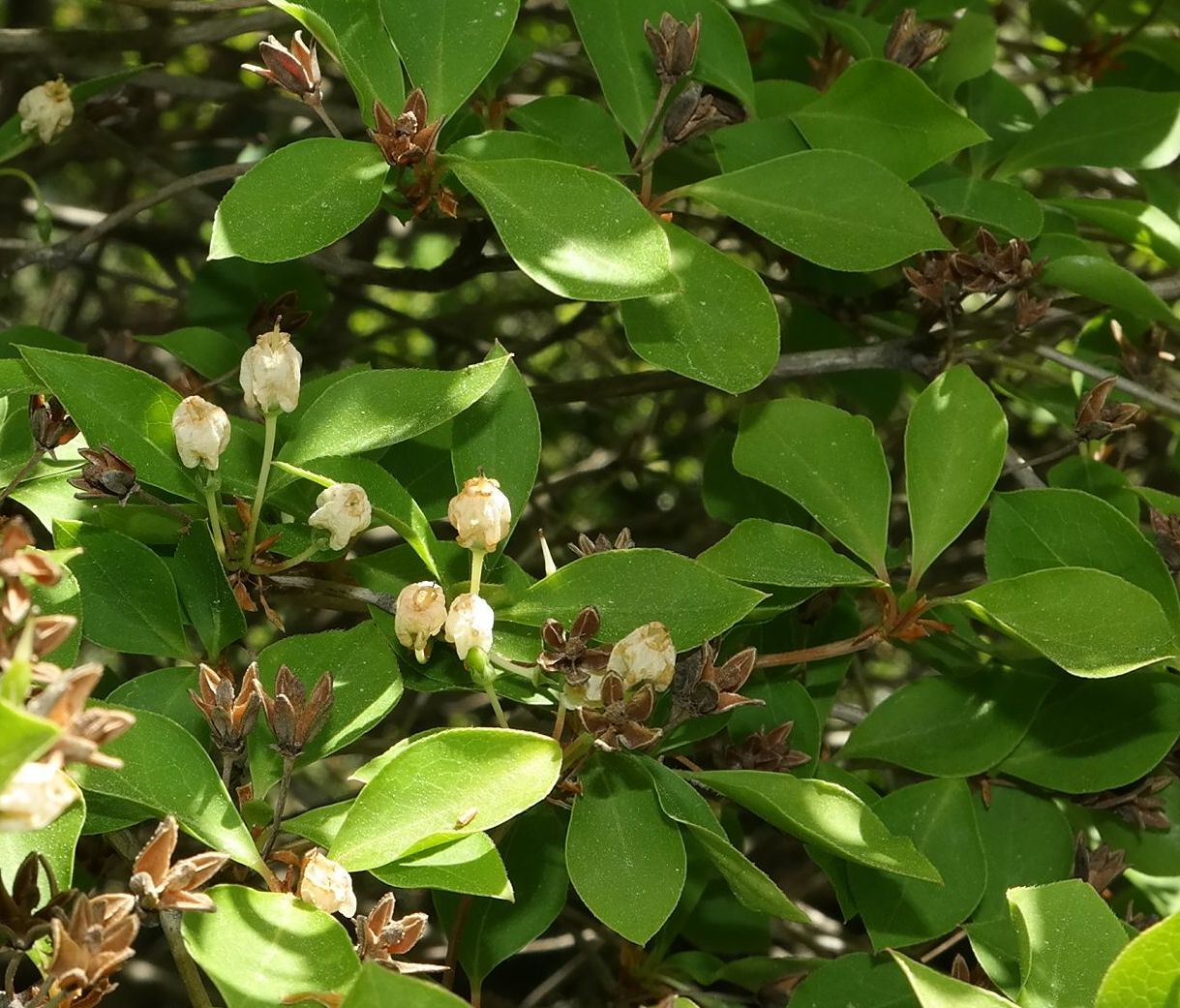 Изображение особи род Enkianthus.