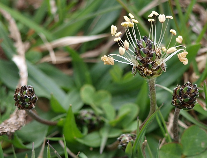 Изображение особи Plantago atrata.